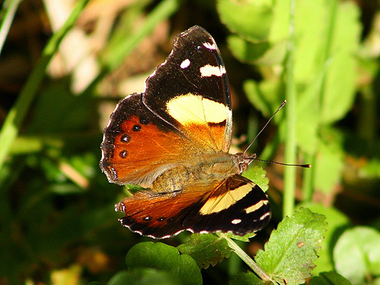 Butterfly; Nymphalidae; Brush-footed Butterflies, Four-footed Butterflies; Yellow Admiral; Vanessa itea
