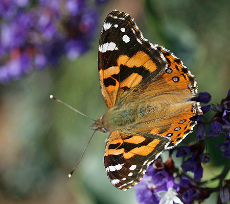 Butterfly; Nymphalidae; Brush-footed Butterflies, Four-footed Butterflies; Australian Painted Lady; Vanessa kershawi