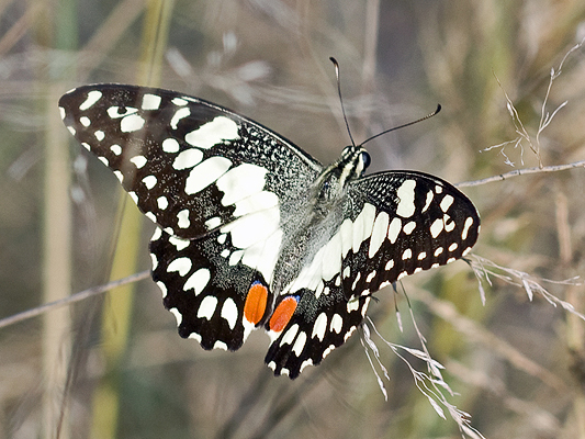 Butterfly; Papilionidae; Swallowtails; Chequered swallowtail; Papilio demoleus sthenelus