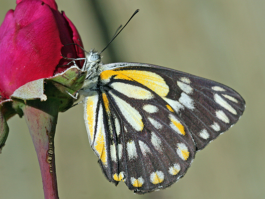 Butterfly; Pieridae; Whites or Yellows; Caper White; Belenois java teutonia
