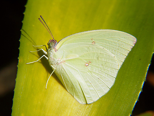 Butterfly; Pieridae; Whites or Yellows; Common Emigrant; Catopsilia pomona pomona