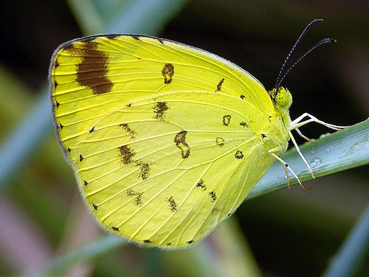 Butterfly; Pieridae; Whites or Yellows; Common Grass Yellow; Eurema hecabe phoebus