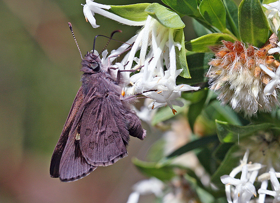 Butterfly; Skipper; Montane Ochre, Phigalioides skipper; Trapezites phigalioides