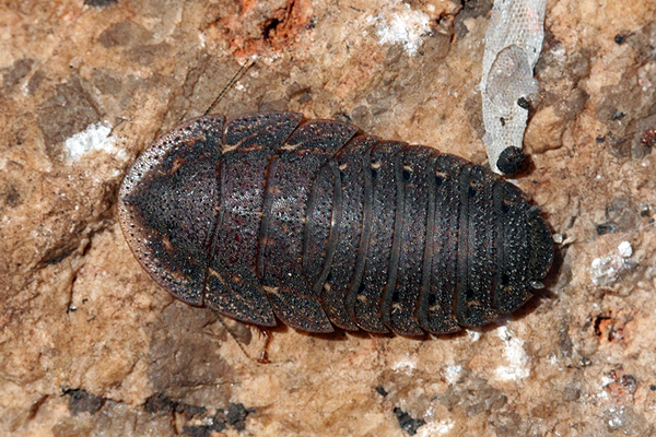 Insects; Cockroaches; Trilobite cockroach; Laxta species