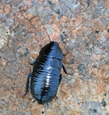 Insects; Cockroaches; Wood cockroach; Panesthia species