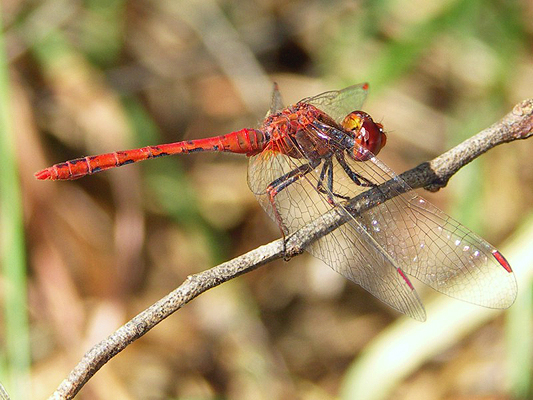 Diplacodes bipunctata