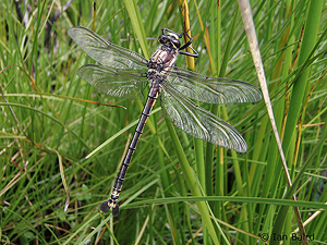 Male Petalura gigantea