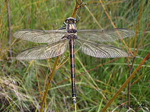 Female Petalura gigantea