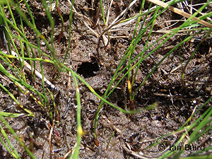 Burrow entrance