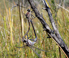 Mating pair.