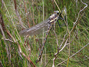 Newly emerged female with shed larval skin.