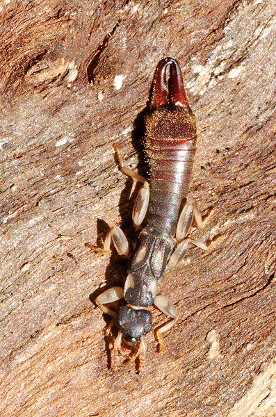 Earwig; Cranopygia species