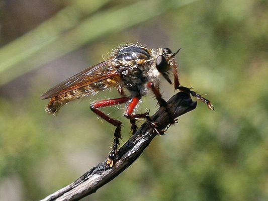 Fly; Family Asilidae; Robber Fly