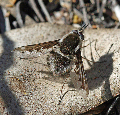 Brychosoma pictipenne