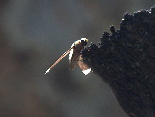 Fly; Family Bombyliidae; Bee Fly; Comptosia heliophila