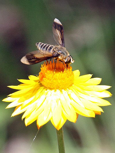 Fly; Family Bombyliidae; Bee Flies; Comptosia mortetonii