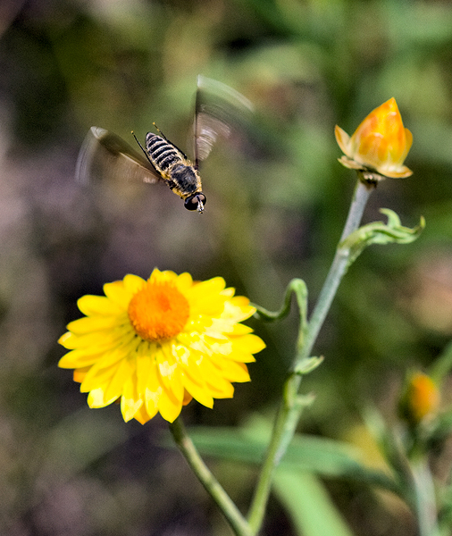 Fly; Family Bombyliidae; Bee Flies; Comptosia quadripennis