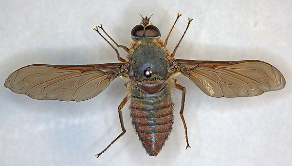 Fly; Family Bombyliidae; Bee Fly; Comptosia tutela