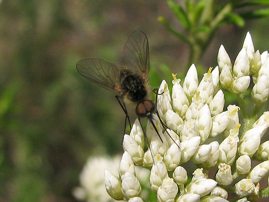 Fly; Family Bombyliidae; Bee Flies; Geron species