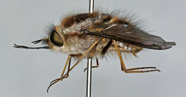 Fly; Family Bombyliidae; Bee Flies; Sisyromyia aurata
