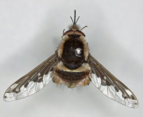 Fly; Family Bombyliidae; Bee Fly; Staurostichus species