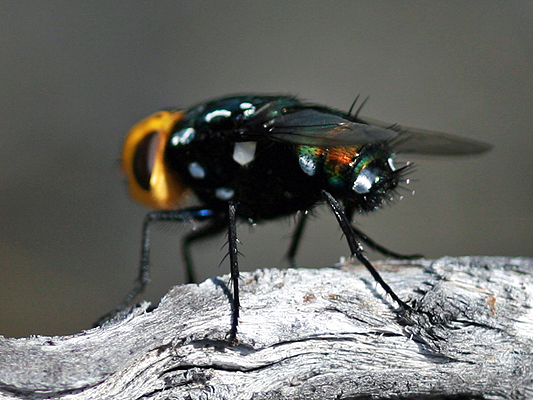 Fly; Family Calliphoridae; Blowflies and Bluebottles; Amenia species