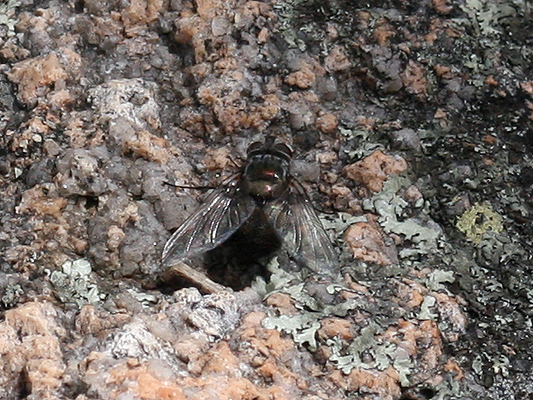 Fly; Family Calliphoridae; Blowflies and Bluebottles; Lucilia cuprina; Australian Sheep Blowfly