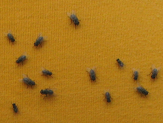 Fly; Family Muscidae; Bush flies and House flies; Musca vetustissima