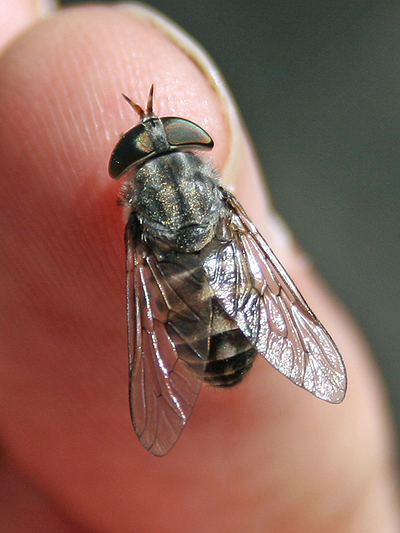 Fly; Family Tabanidae; Horse or March Flies; Dasybasis species