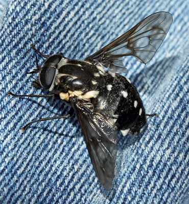 Fly; Family Tabanidae; Horse or March Flies; Scaptia guttata