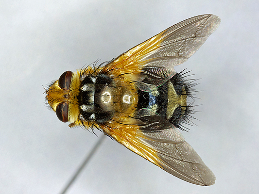 Fly; Family Tachinidae; Tachina Flies or Tachinids; Microtropesa sinuata