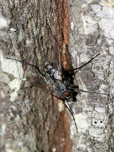 Fly; Family Tachinidae; Tachina flies or Tachinids; Senostoma species