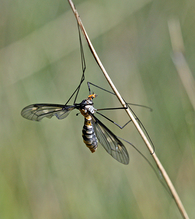 Fly; Family Tipulidae; Crane Fly