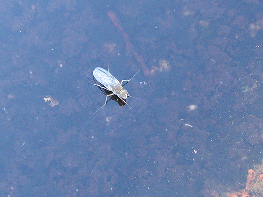Fly; Schizophora Acalyptratae
