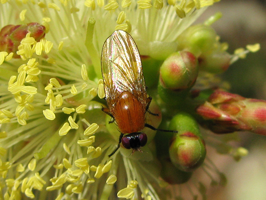 Fly; Schizophora Acalyptratae; Family Lauxaniidae