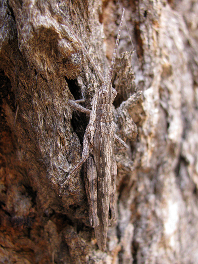 Bark-mimicking Grasshopper