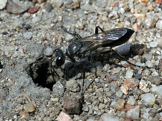 Insects; Wasps; Digger wasp, Black digger wasp; Sphex cognatus