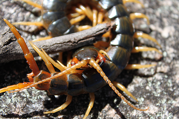 Centipede; Cormocephalus species