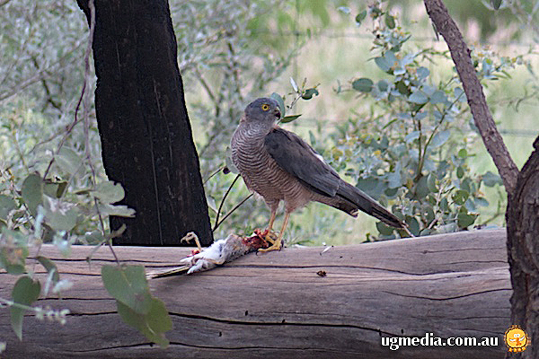 Brown Goshawk