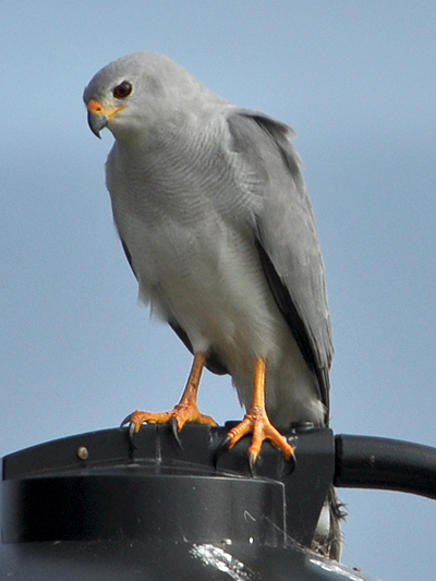 Grey Goshawk