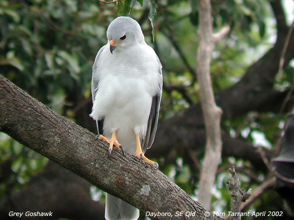 Grey Goshawk