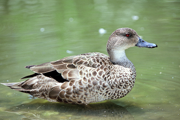 Grey Teal