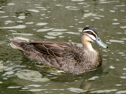 Pacific Black Duck