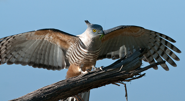 Pacific Baza