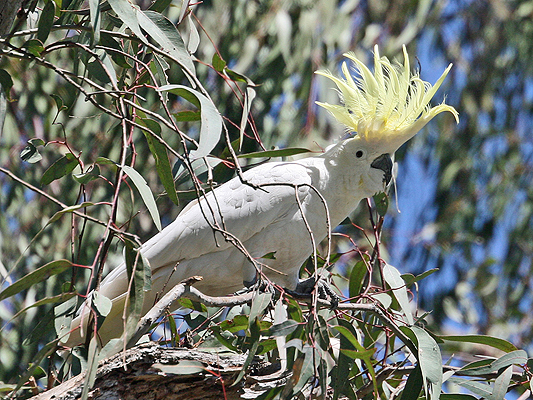 Sulphur-crested Cockatoo