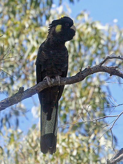 Yellow-tailed Black-cockatoo