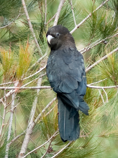 Glossy Black-cockatoo