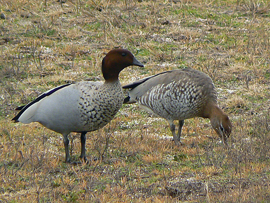 Bird; Australian wood duck, Maned duck; Anatidae, Chenonetta jubata