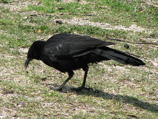 Bird; White-winged Chough; Corcorax melanorhamphos