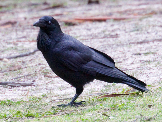 Birds; Australian Raven; Corvus coronoides